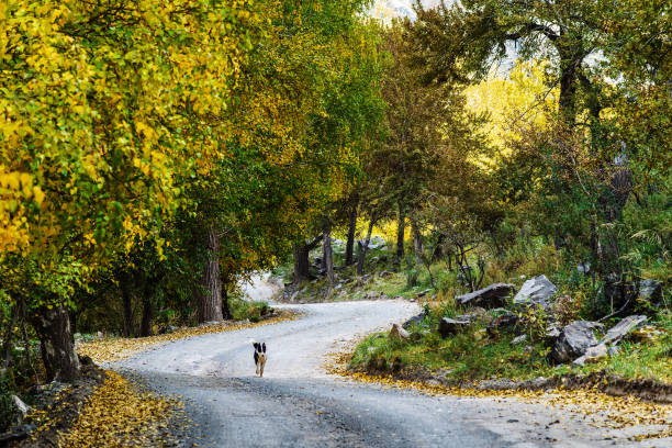 A dog running along a winding mountain road through an autumn forest. Russia, Altai Republic, Ulagansky District, Chulyshman Valley