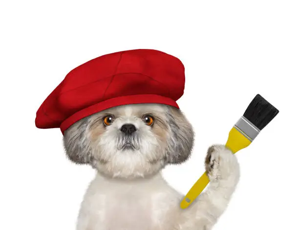 Photo of Shitzu dog as a painter with a brush. Isolated on white