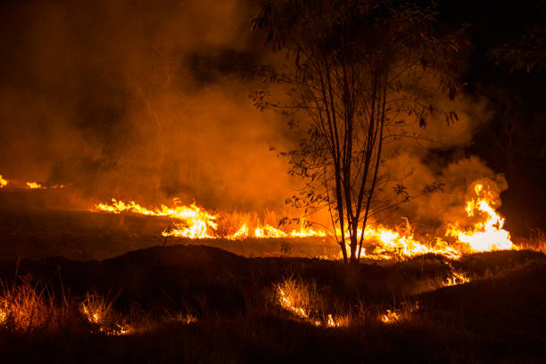 istock Farmers burn forest causing PM2.5 dust. The farmers burning rice stubble in the field, causing smoke, Chiang Mai, Thailand. 1216756405