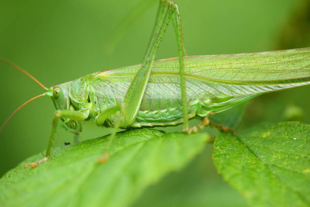 istock Green grasshopper sitting on the leaves 1216756538