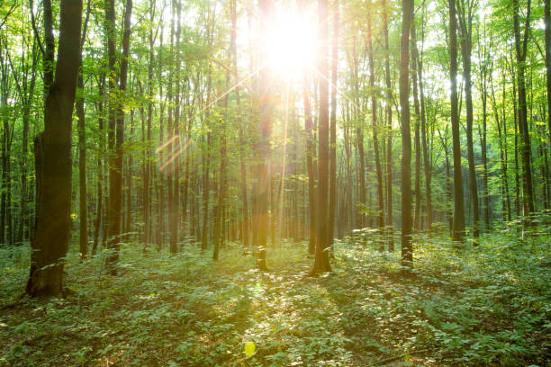istock Forest trees. nature green wood sunlight backgrounds 1216758331