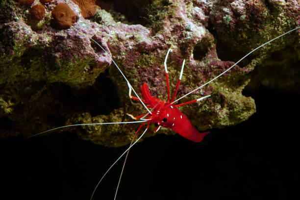 istock Red fire shrimp - Lysmata debelius 1216759133