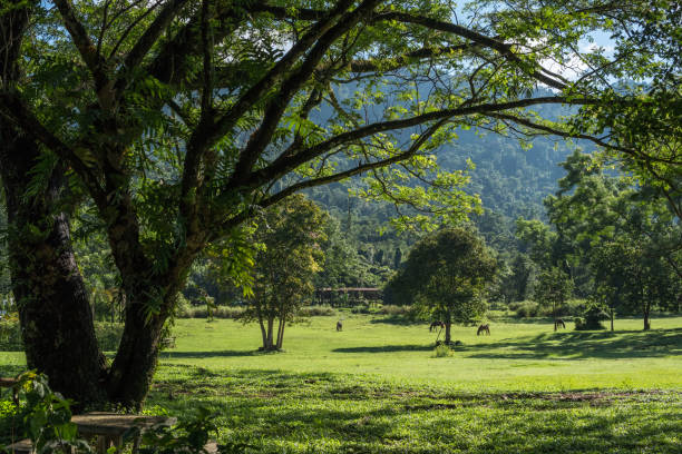 istock Big tree with green grass field in Public Park 1216759361