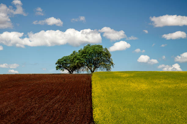 istock tree between earth and green. Portugal, Alentejo 1216759638