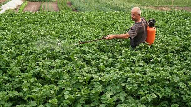 istock Farmer with manual sprayer on potatoe plantation 1216761906