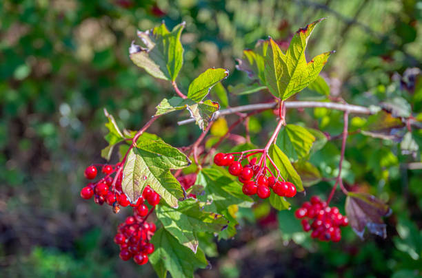 istock Red berries of a guelder rose 1216761958