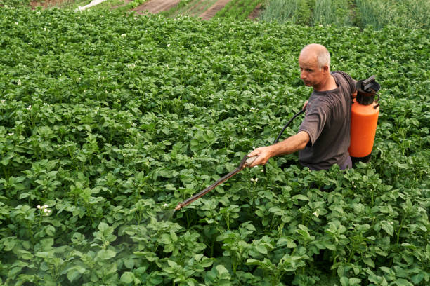 istock Farmer with manual sprayer on potatoe plantation 1216761986