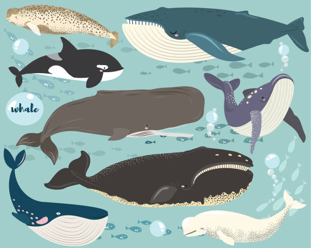 ilustraciones, imágenes clip art, dibujos animados e iconos de stock de conjunto de especies de ballenas de animales marinos - cachalote