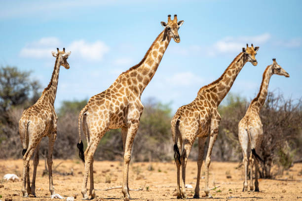 istock Giraffes in Etosha National Park; 1216763839