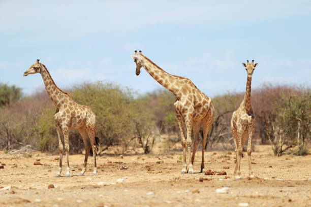 istock Giraffes in Etosha National Park 1216764595