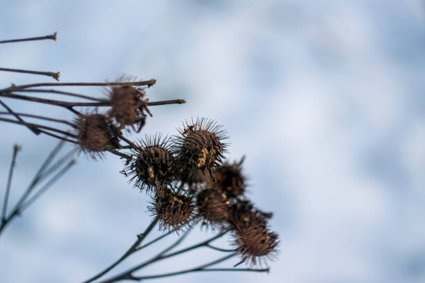 istock thorns on a Bush in winter on a clear day 1216765068