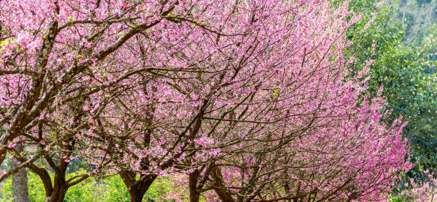 istock Pink full bloom Japanese cherry blossom or Sakura flowers. 1216765214