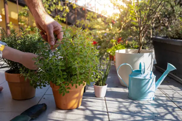 Man taking care of plants on the home patio, Hands Close Up