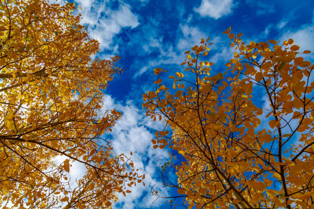 Fall foliage in the Colorado Rocky Mountains