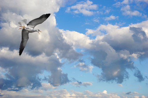Screaming seagull flying on blue sky with white clouds