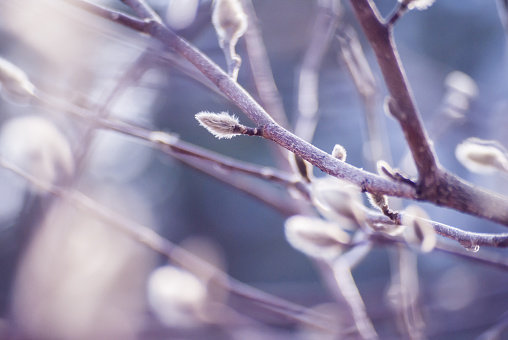 Salix caprea willow close up on purple blue blurred background. Springtime. Goat willow, pussy willow, great sallow