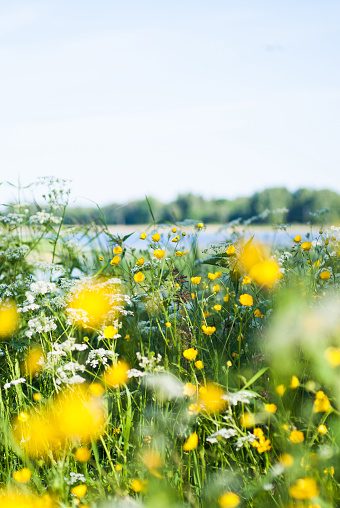 Swedish summer meadow by lake. Buttercups and cow parsley. Scandinavian midsummer. Midsommar.