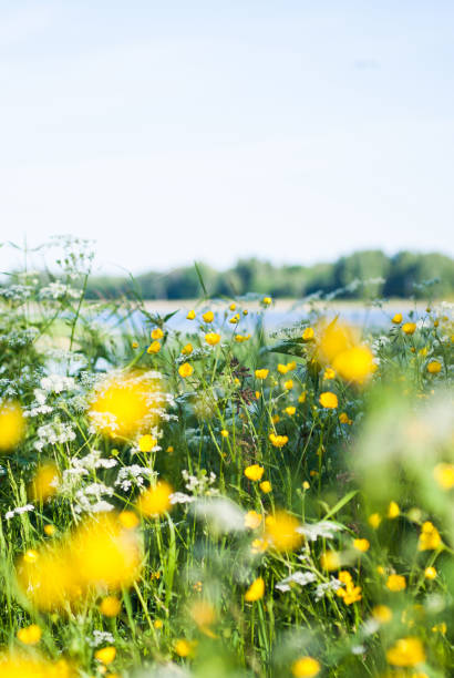 Wild flower meadow by lake in Sweden, Scandinavia. Swedish summer meadow by lake. Buttercups and cow parsley. Scandinavian midsummer. Midsommar. swedish summer stock pictures, royalty-free photos & images