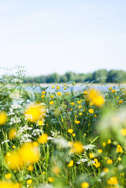 wild flower meadow by lake in sweden, scandinavia. - cow parsley imagens e fotografias de stock