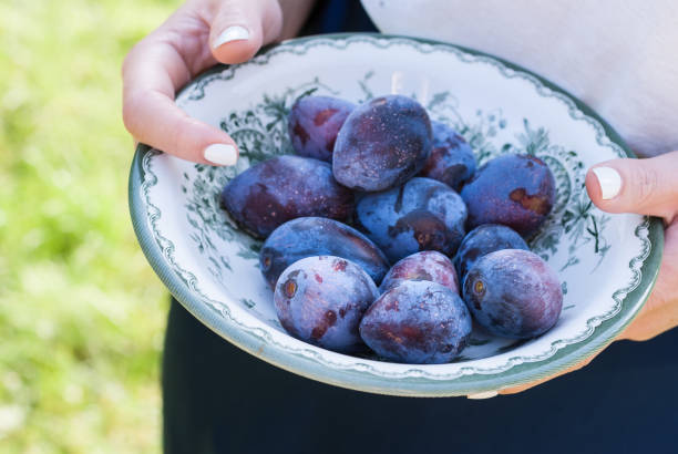 istock Young woman's hands holding a bowl of plums. 1216767164