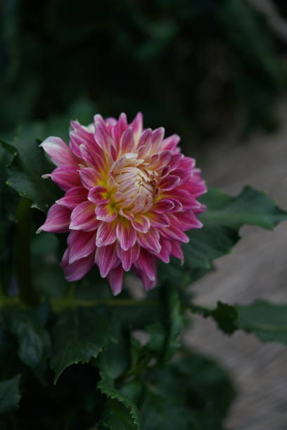 istock Dahlia - Light Purple 1216767440