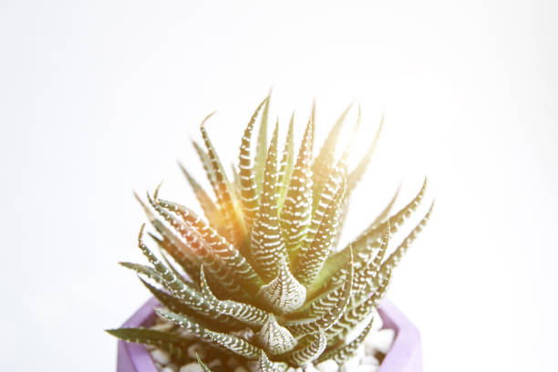 Leopard spotted cactus flower in white flowerpot on a doily