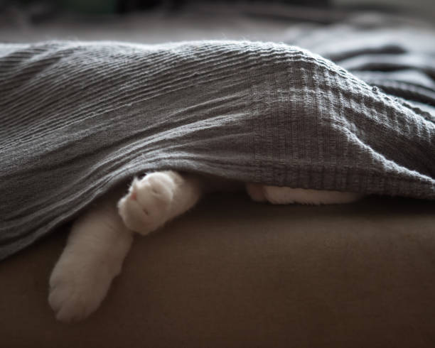 The cat sleeps on the couch, hiding under a gray blanket. Paws are visible from under the bedspread, the cat itself is almost invisible
