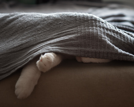 The cat sleeps on the couch, hiding under a gray blanket. Paws are visible from under the bedspread, the cat itself is almost invisible. Close-up