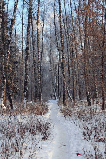 istock narrow road in the winter forest 1216770224