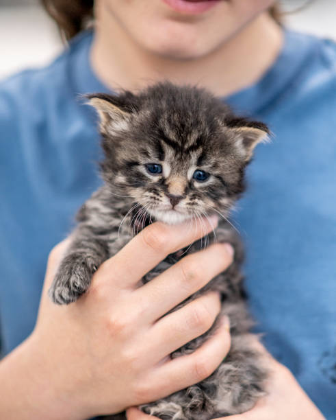 istock Little girl and her kittens. 1216771311