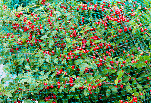 Orient cherry covered with protective mesh from birds, protection of harvest in the garden.