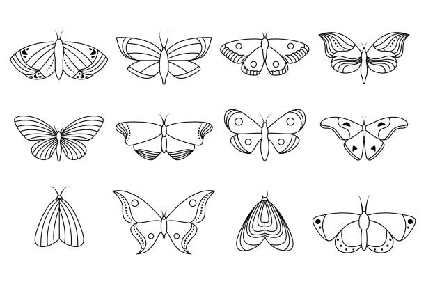 아이콘 나비의 컬렉션 - fly line art insect drawing stock illustrations