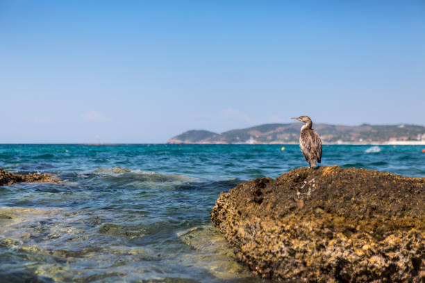 Seagull standing on a rock by the sea