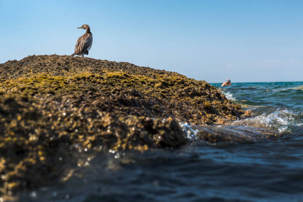 istock Seagull standing on a rock by the calm sea 1216773216