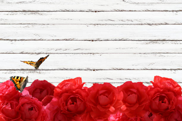 Red roses with two butterflies on white wooden background, copy space, collage.
