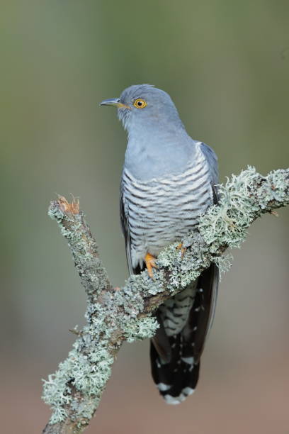 The common cuckoo The common cuckoo is a member of the cuckoo order of birds, Cuculiformes, which includes the roadrunners, the anis and the coucals. common cuckoo stock pictures, royalty-free photos & images