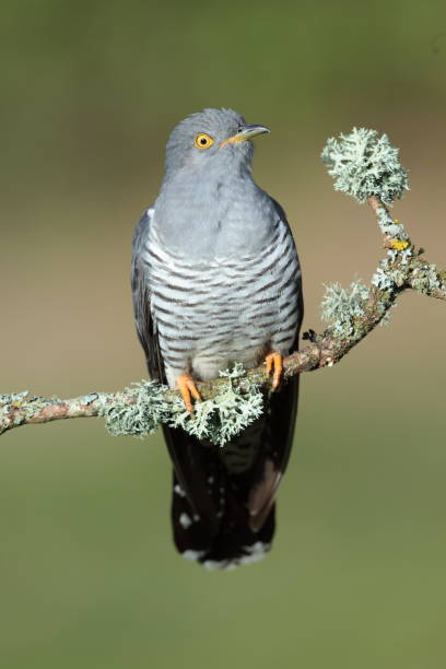 The common cuckoo The common cuckoo is a member of the cuckoo order of birds, Cuculiformes, which includes the roadrunners, the anis and the coucals. common cuckoo stock pictures, royalty-free photos & images