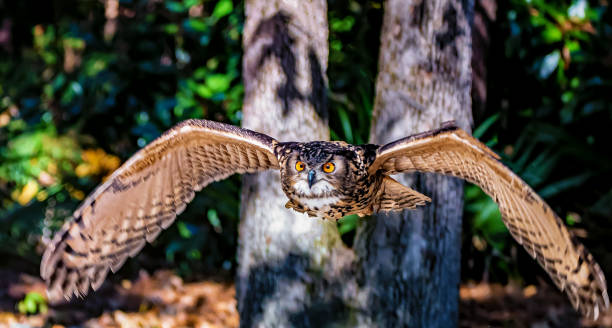 Eurasian eagle-owl displays amazing wingspan