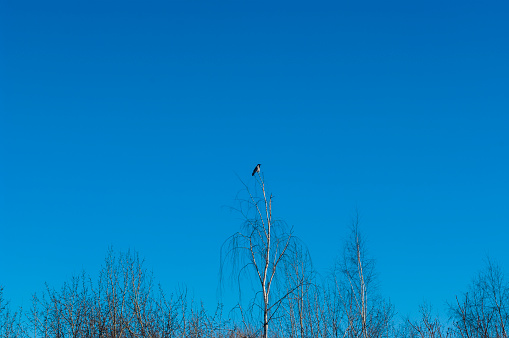 a crow sits on top of a birch tree, Moscow