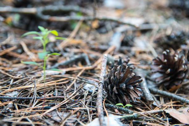istock Soil in forest covered with coniferous needles and branches. 1216776029