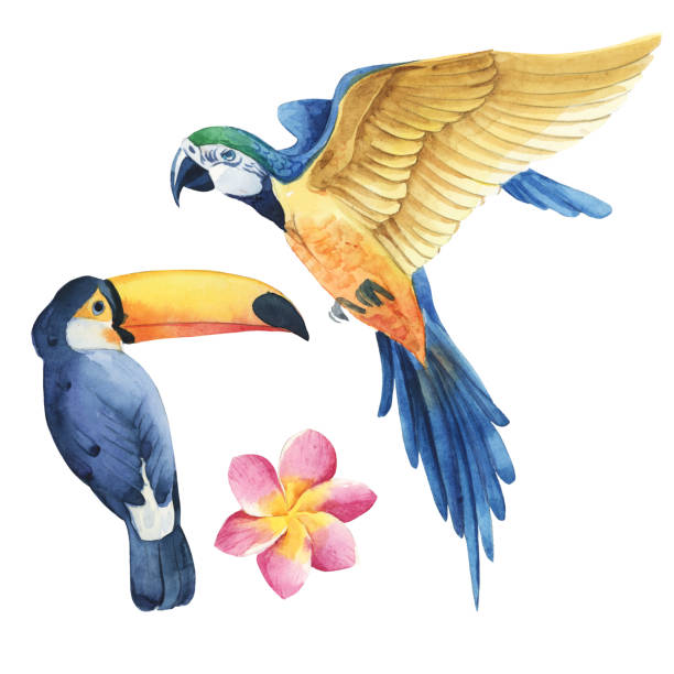 Watercolor  set of tropic bird parrot and touan isolate in white background.
