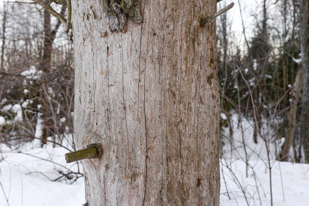 istock Dry pine trunk with knots without bark. Old tree in the forest. 1216777415