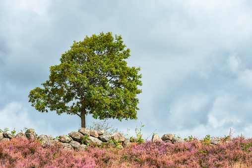 Beautiful landscape with purple Heather. Just south of Gothenburg in Sweden.