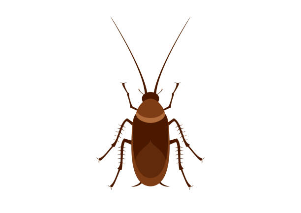 Cockroach color icon vector Cockroach isolated on a white background. Disgusting insect clip art. Cockroach vector animal antenna stock illustrations
