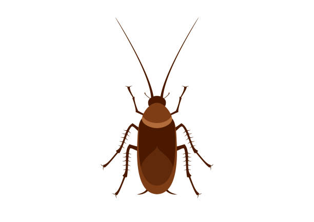 Cockroach color icon vector Cockroach isolated on a white background. Disgusting insect clip art. Cockroach vector animal antenna stock illustrations