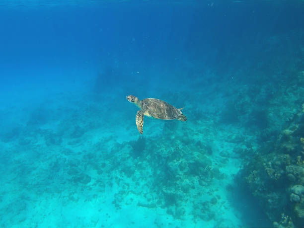 istock Sea turtle on Curacao while snorkeling 1216781418