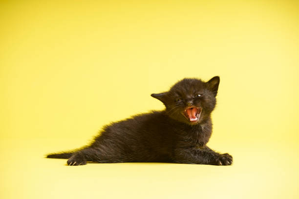 istock Pictured is a black kitten crying looking for a mother. Yellow background. 1216782270