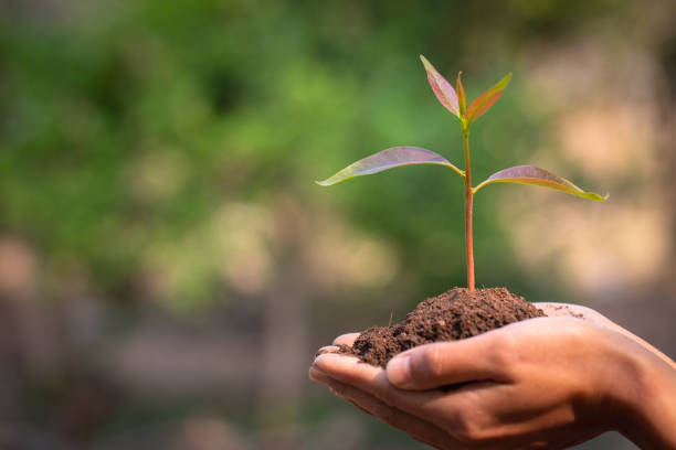 istock Small seedlings that grow in human hands, plant trees to reduce global warming, Forest conservation, World Environment Day. 1216782507