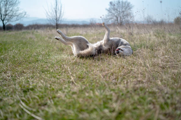 istock Husky dog on the grass. 1216782641