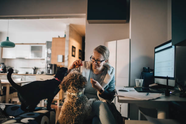 Working From Home During Corona Lockdown Woman playing with cat and dog while working from home early in the morning during corona lockdown. cat with clothes stock pictures, royalty-free photos & images